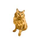 猫写真スタンプ☆10（文字無し）（個別スタンプ：31）