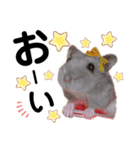 みるく☆こむぎ（個別スタンプ：5）