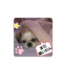 ☆こぐれ愛犬☆チワワくんとシーズーちゃん（個別スタンプ：1）