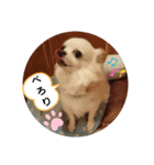 ☆こぐれ愛犬☆チワワくんとシーズーちゃん（個別スタンプ：2）