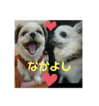 ☆こぐれ愛犬☆チワワくんとシーズーちゃん（個別スタンプ：3）