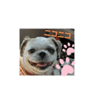 ☆こぐれ愛犬☆チワワくんとシーズーちゃん（個別スタンプ：4）