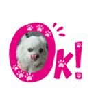 ☆こぐれ愛犬☆チワワくんとシーズーちゃん（個別スタンプ：6）