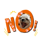 ☆こぐれ愛犬☆チワワくんとシーズーちゃん（個別スタンプ：7）