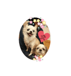 ☆こぐれ愛犬☆チワワくんとシーズーちゃん（個別スタンプ：8）