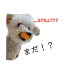 ちわぷーモコ3（個別スタンプ：1）