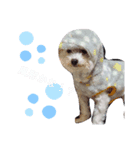 ちわぷーモコ3（個別スタンプ：3）