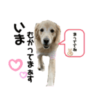 うちのこスタンプパート3（個別スタンプ：15）