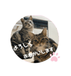 うちのこスタンプパート3（個別スタンプ：16）