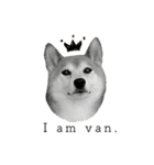 柴犬ばん（個別スタンプ：1）