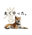 柴犬ばん（個別スタンプ：3）