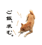 柴犬ばん（個別スタンプ：4）