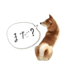柴犬ばん（個別スタンプ：5）
