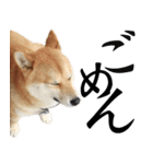 柴犬ばん（個別スタンプ：7）