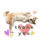 柴犬ばん（個別スタンプ：8）