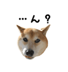 柴犬ばん（個別スタンプ：10）