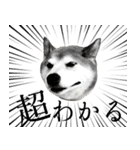 柴犬ばん（個別スタンプ：12）