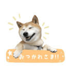 柴犬ばん（個別スタンプ：13）