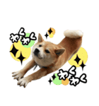 柴犬ばん（個別スタンプ：14）