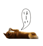 柴犬ばん（個別スタンプ：15）