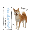 柴犬ばん（個別スタンプ：16）