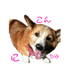 ごえちゃん一家（個別スタンプ：2）