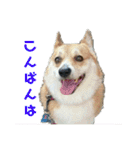 ごえちゃん一家（個別スタンプ：3）