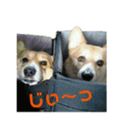 ごえちゃん一家（個別スタンプ：15）