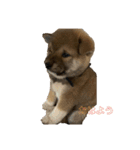 豆柴のこしあんつぶあんしろあん（個別スタンプ：2）