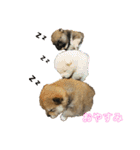 豆柴のこしあんつぶあんしろあん（個別スタンプ：3）