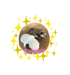 豆柴のこしあんつぶあんしろあん（個別スタンプ：6）