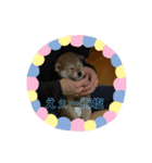 豆柴のこしあんつぶあんしろあん（個別スタンプ：8）