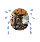 豆柴のこしあんつぶあんしろあん（個別スタンプ：10）
