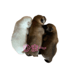 豆柴のこしあんつぶあんしろあん（個別スタンプ：15）