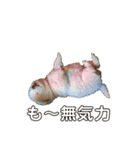 豆柴のこしあんつぶあんしろあん（個別スタンプ：16）