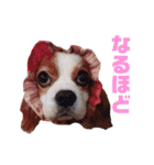 キャバリアのくるみ（個別スタンプ：4）