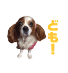 キャバリアのくるみ（個別スタンプ：5）
