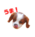 キャバリアのくるみ（個別スタンプ：11）