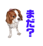 キャバリアのくるみ（個別スタンプ：14）