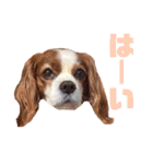 キャバリアのくるみ（個別スタンプ：19）