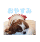 キャバリアのくるみ（個別スタンプ：20）