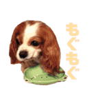 キャバリアのくるみ（個別スタンプ：22）