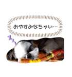 我が家のもじゃ 6（個別スタンプ：2）