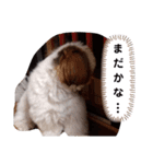 我が家のもじゃ 6（個別スタンプ：10）