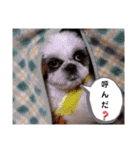 我が家のもじゃ 6（個別スタンプ：19）