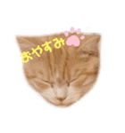 バルル.きなこ.マロン（個別スタンプ：1）