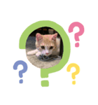 バルル.きなこ.マロン（個別スタンプ：3）