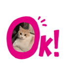 バルル.きなこ.マロン（個別スタンプ：6）