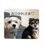 はなとそらスタンプ（個別スタンプ：7）