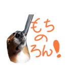 ラフコリーと仲間達日常＆お正月（個別スタンプ：2）